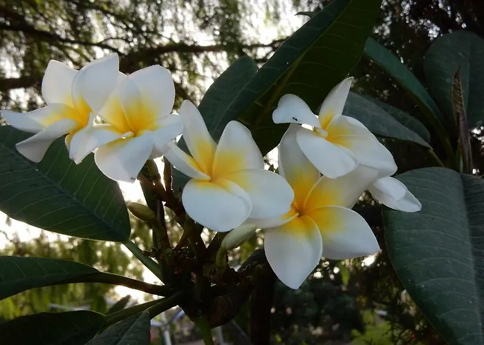 Finca Florida